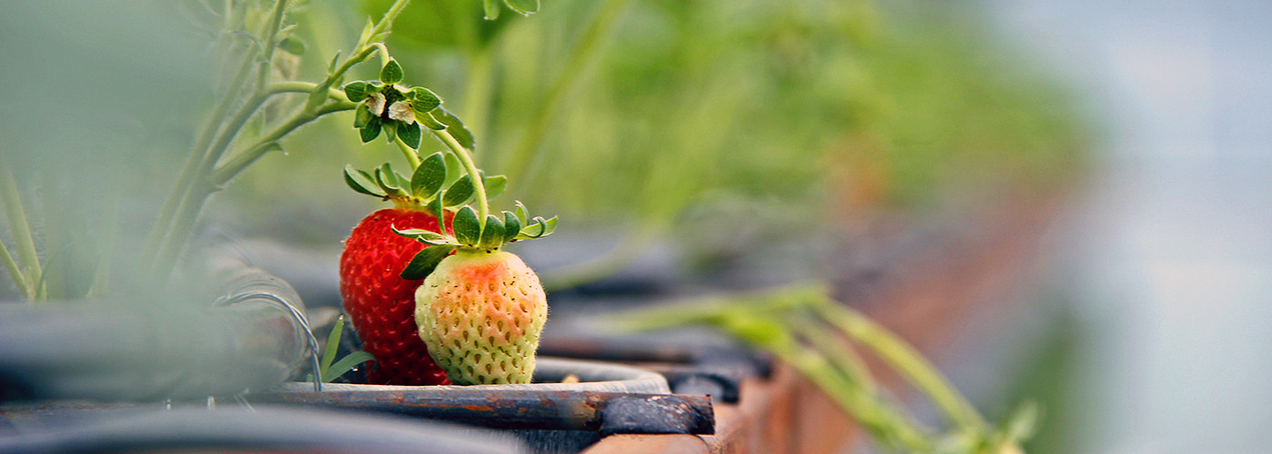 It’s little steps forward every day that gets you to your dream,” Says Archil Elbakidze