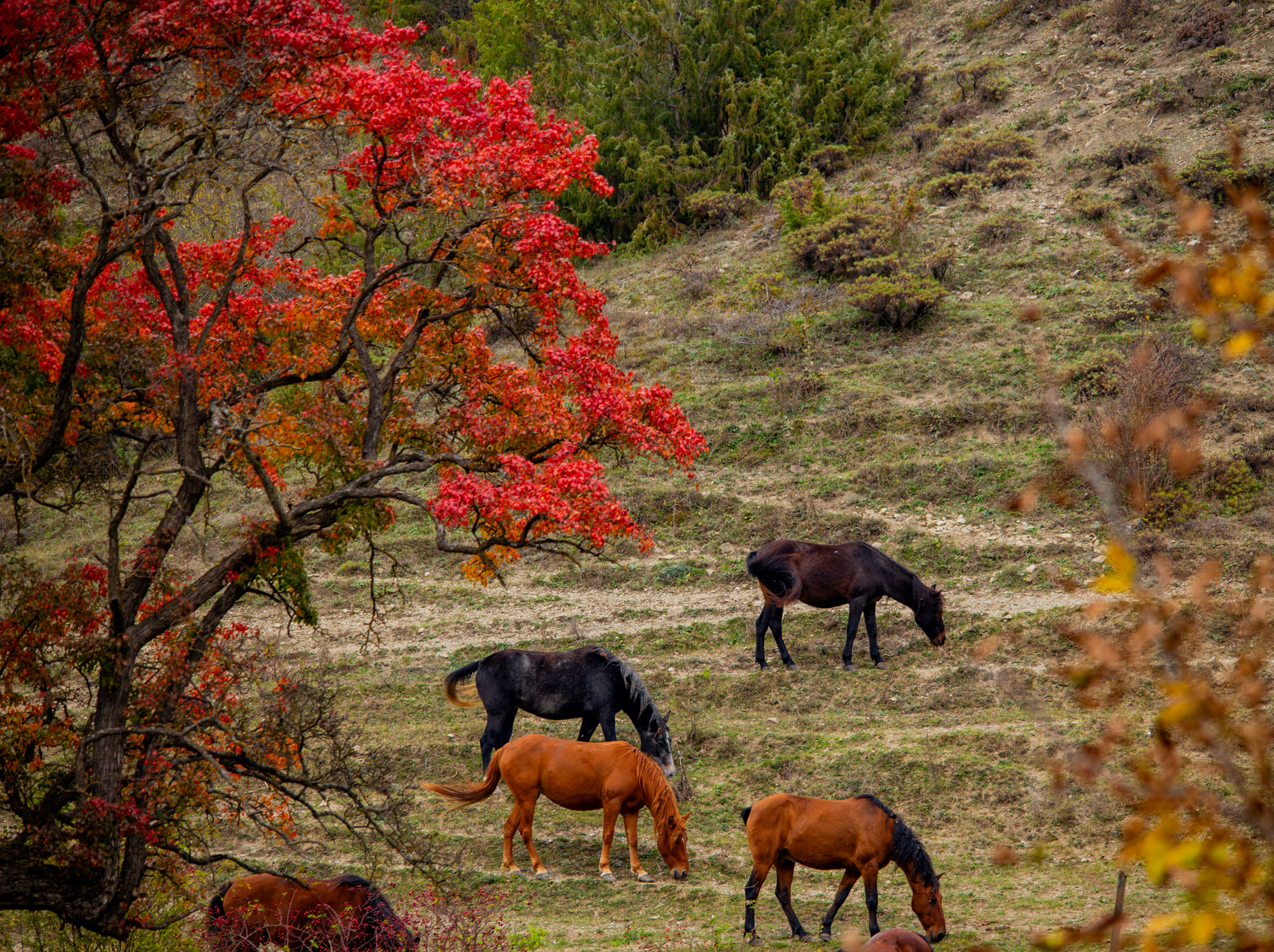 ტანისა და თეძმის დაცული ლანდშაფტის განვითარების პროექტი წარმატებით მიმდინარეობს