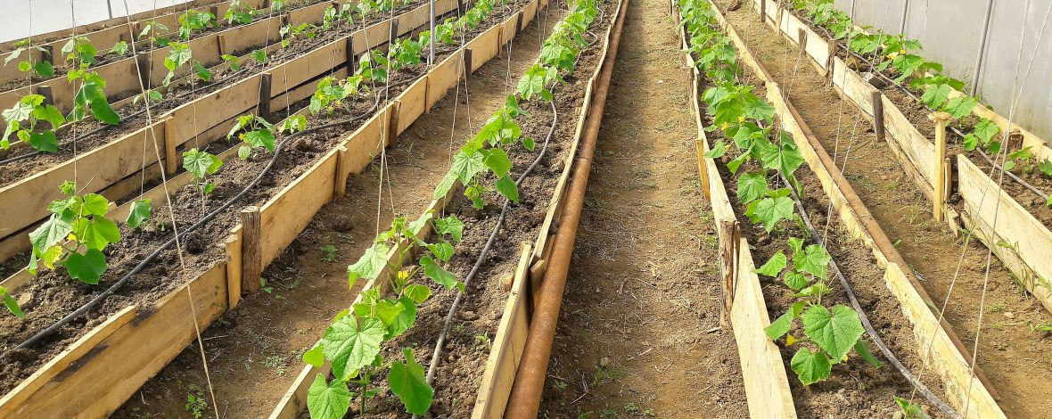 რამაზ ჭიჭინაძე