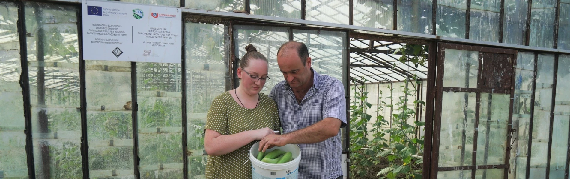 10 Tons of Innovative High-quality Hybrid Cucumbers and up to 7  Tons of Tomatoes Annually - Success Story of Teona Chogovadze's Greenhouse